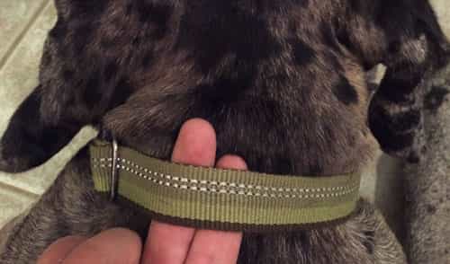 dog collar irritation